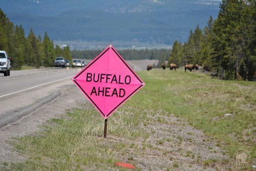 Bild Buffalo Field Campaign